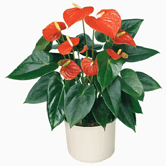 To Be With You in Costa Rica, Costa Rica | Costa Rica Flower Shop | Flores  Para Costa Rica